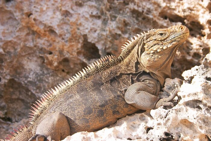Picture of Cuban Rock Iguana climbing the rock