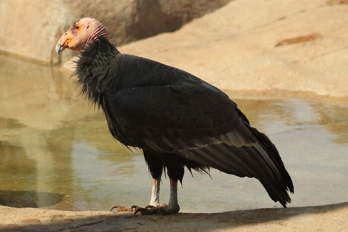 California Condor standing on the shore 