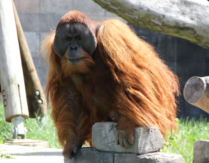 Sumatran Orangutan sitting on the pile of rocks 