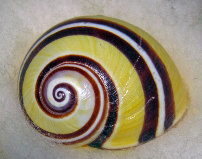 Picture of Cuban Snail