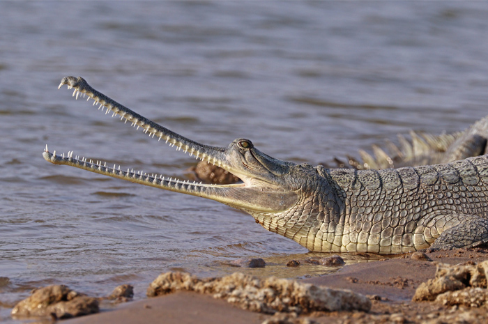 Picture of a Gharial on the shore 