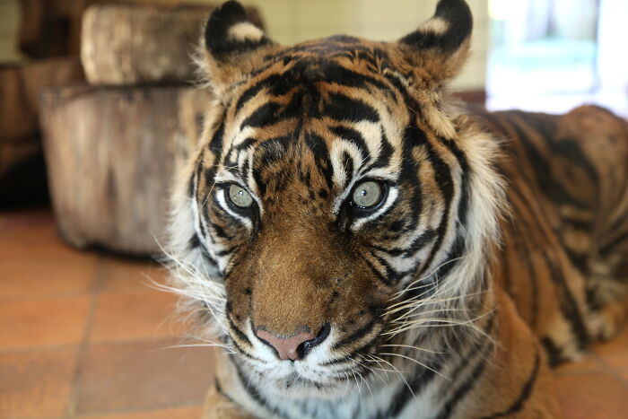 Picture of Malayan Tiger 