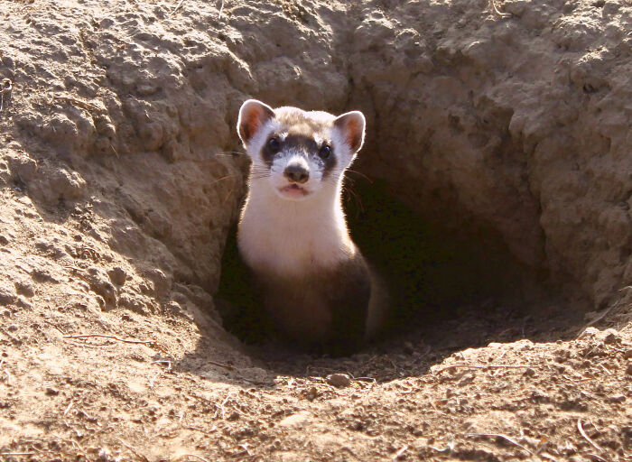 Black-Footed Ferret looks out of a hole