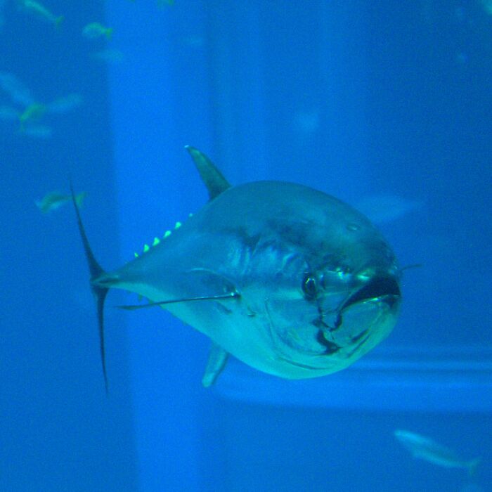 Picture of Bluefin Tuna underwater 