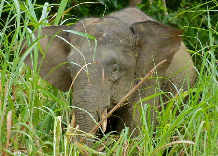 Picture of Borneo Pygmy Elephant hiding in the grass 