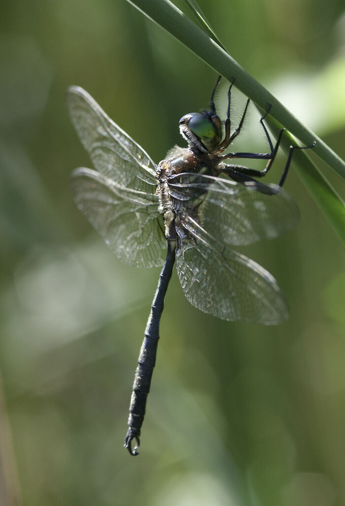 Picture of Hine’s Emerald Dragonfly on the stem 