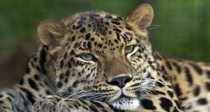Amur Leopard lying on the ground 