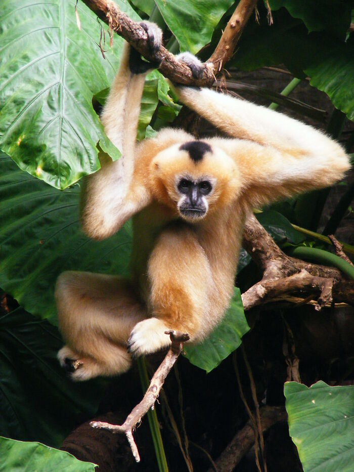 Hainan Gibbon hanging on the tree branch 