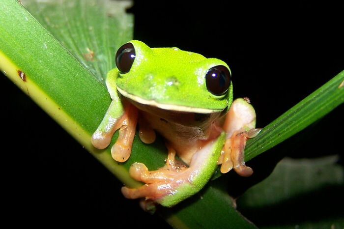 Morelet's Tree Frog sitting on the leaf 