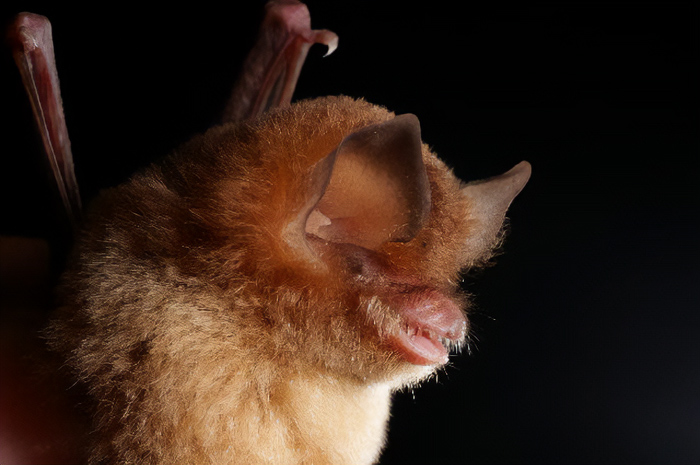 Picture of a Cuban Greater Funnel-Eared Bat