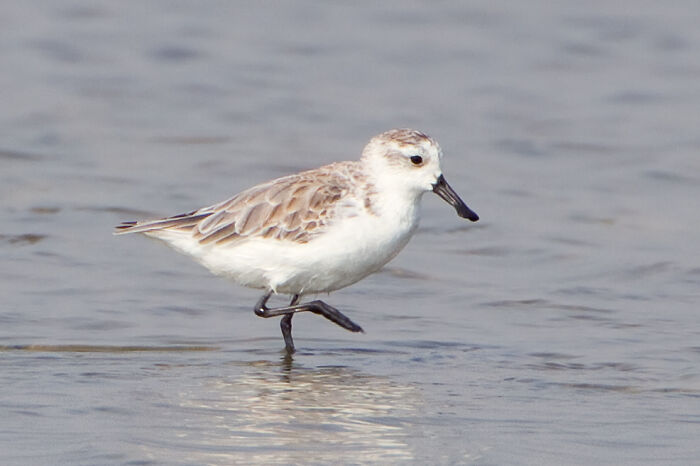 Picture of Spoon-Billed Sandpiper walking in the water 