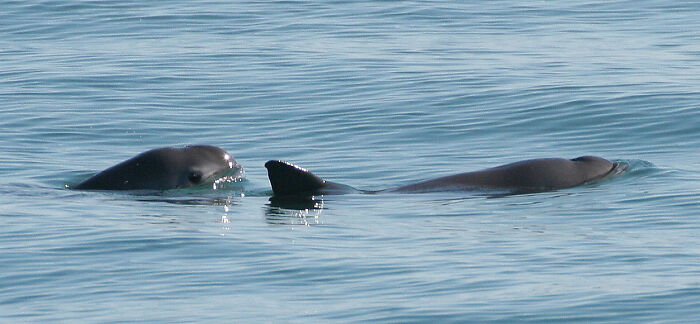 Vaquita swimming in the open reservoir