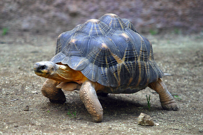 Picture of Ploughshare Tortoise 