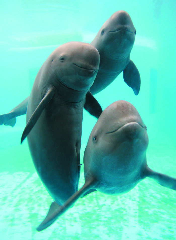 Picture of Yangtze Finless Porpoise underwater 