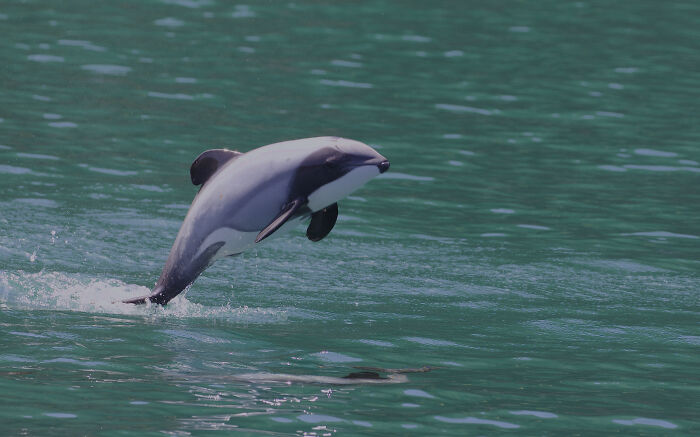 Hector's Dolphin jumping out of the water 