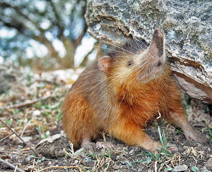 Hispaniolan Solenodon under the rock 