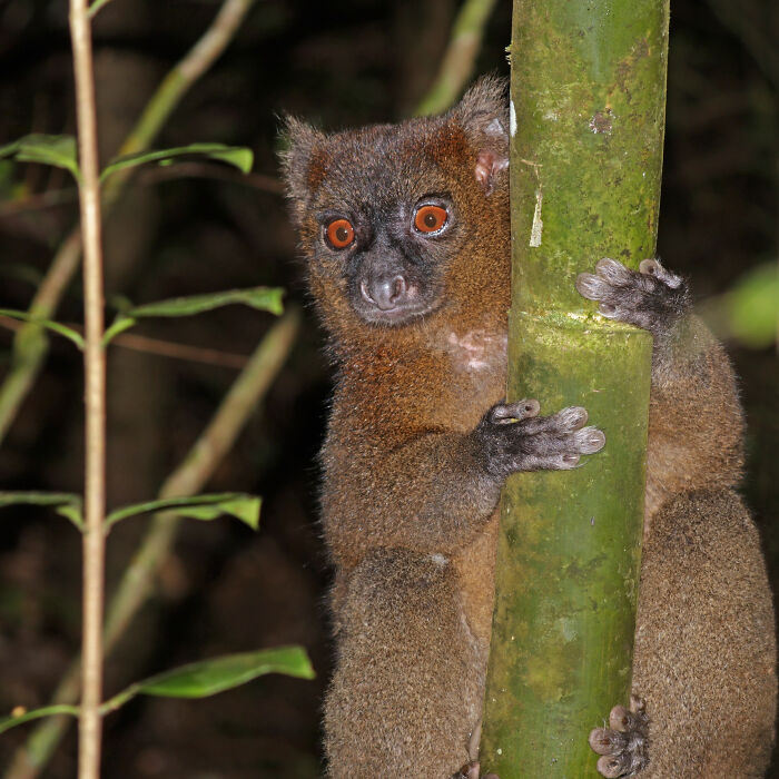 Greater Bamboo Lemur climbing a bamboo 