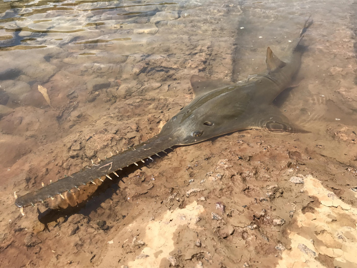 Picture of a Largetooth Sawfish