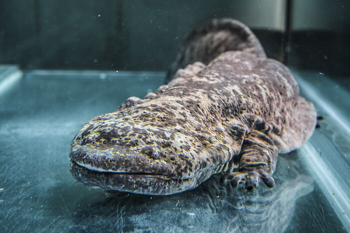 Chinese Giant Salamander in the terrarium