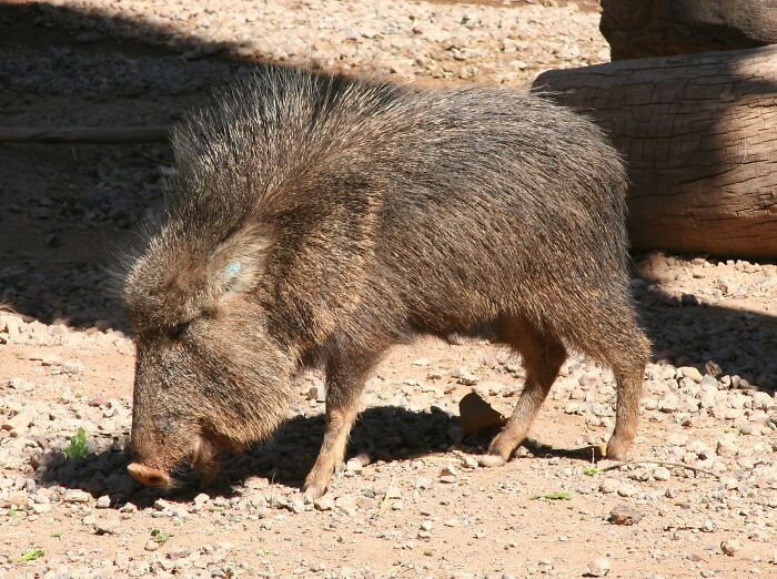 Picture of a Chacoan Peccary