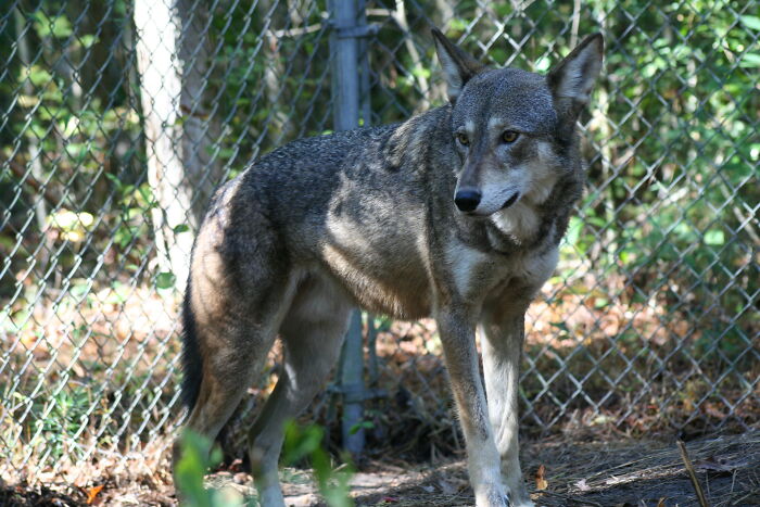 Picture of a Red Wolf