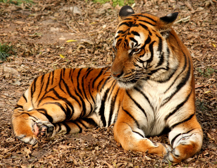 South China Tiger lying on the ground 