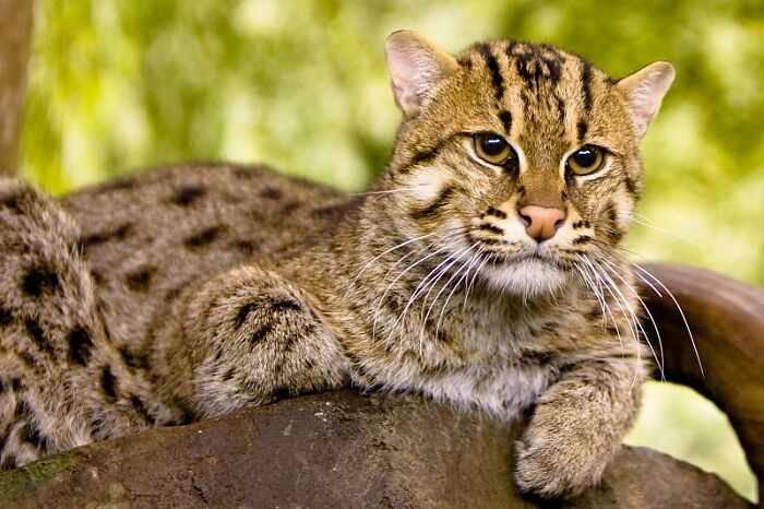 Fishing cat lying on the rock 