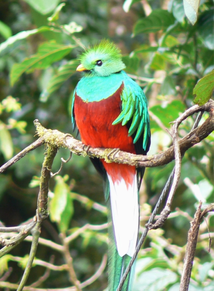 Resplendent Quetzal with green wings sitting on the tree branch 