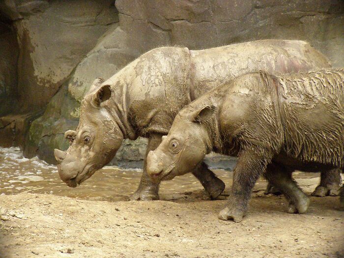 Picture of two Sumatran Rhinoceros walking near the river 