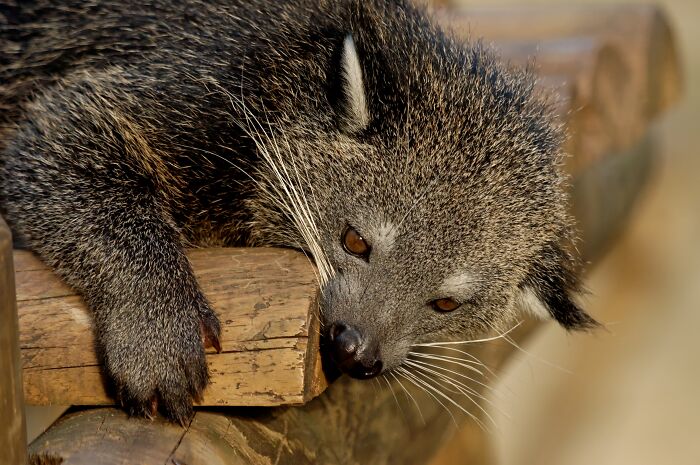 Bearcat lying on the deck surface 