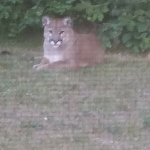 krystalnorheim_1 avatar