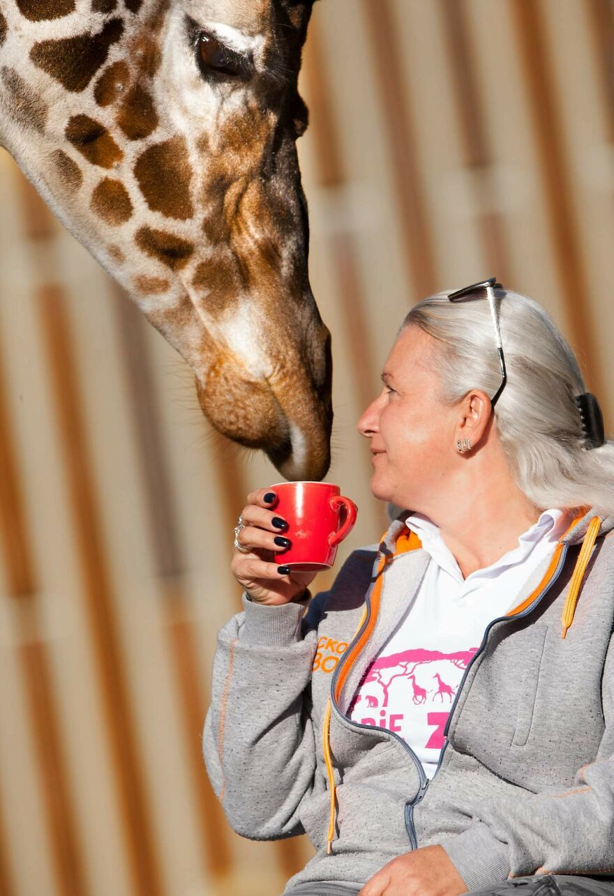 I Took Photos Of The Zookeeper Having Morning Coffee With Her Best Friend Giraffe (7 Pics)