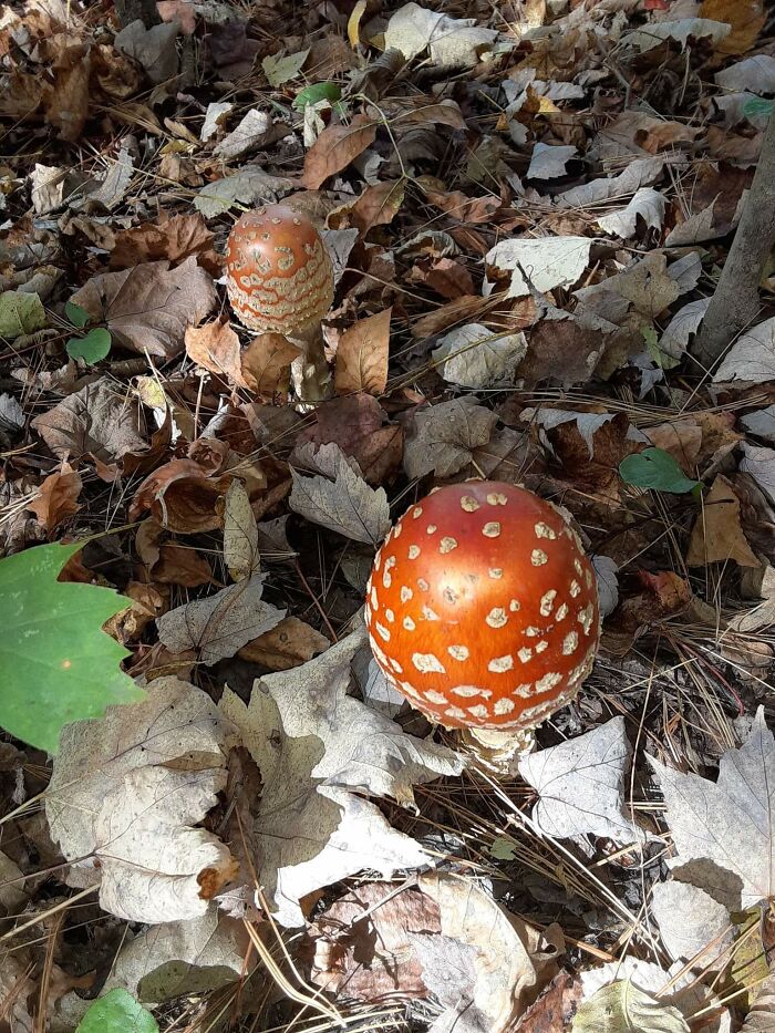 Found Miles From The Road On My Hunting Land In Wisconsin