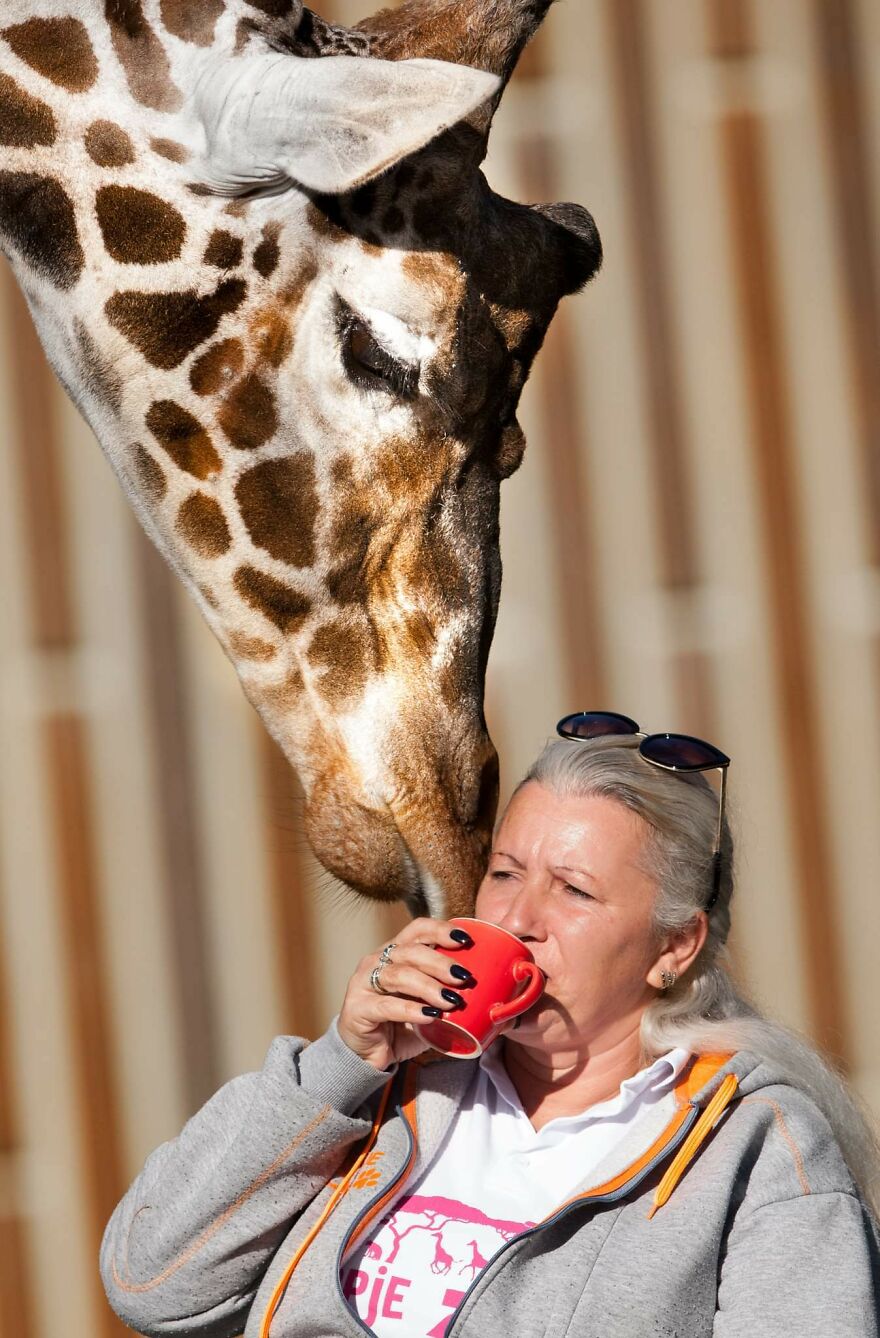 I Took Photos Of The Zookeeper Having Morning Coffee With Her Best Friend Giraffe (7 Pics)