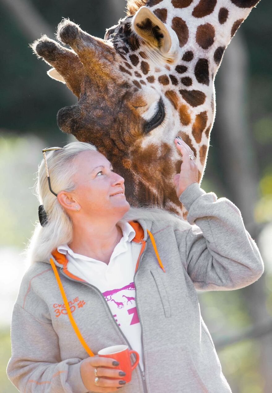 I Took Photos Of The Zookeeper Having Morning Coffee With Her Best Friend Giraffe (7 Pics)