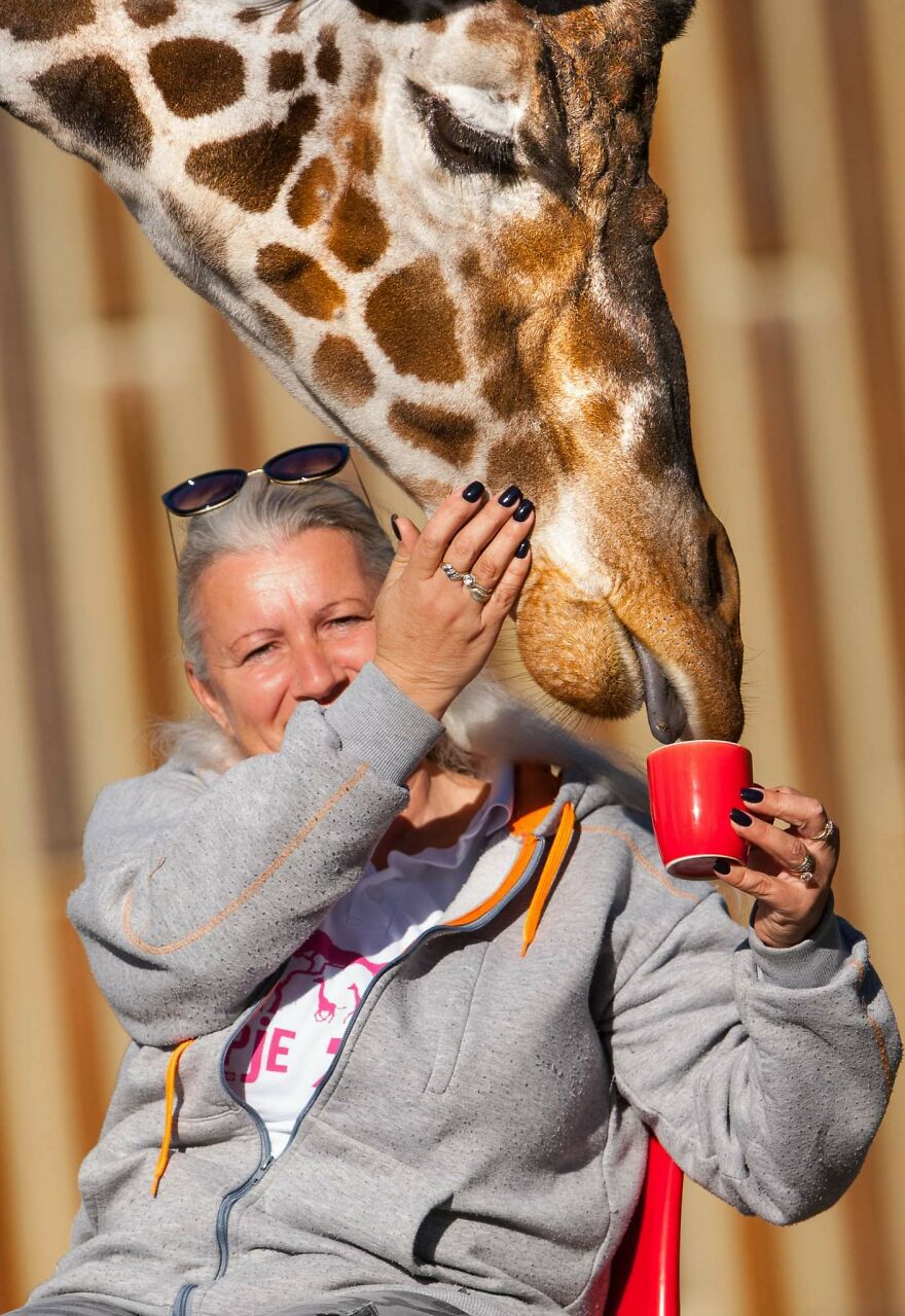I Took Photos Of The Zookeeper Having Morning Coffee With Her Best Friend Giraffe (7 Pics)