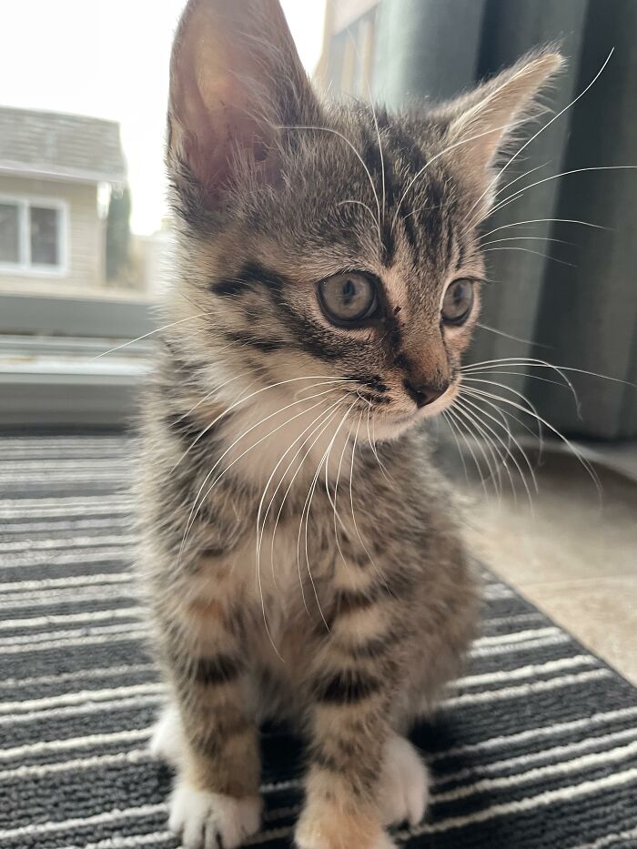 My Brother Adopted This Miniature Thing And Named It Muffin