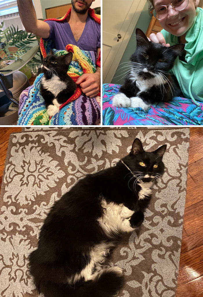 Just Adopted This Fluffy Old Lady With A Little White Mustache!