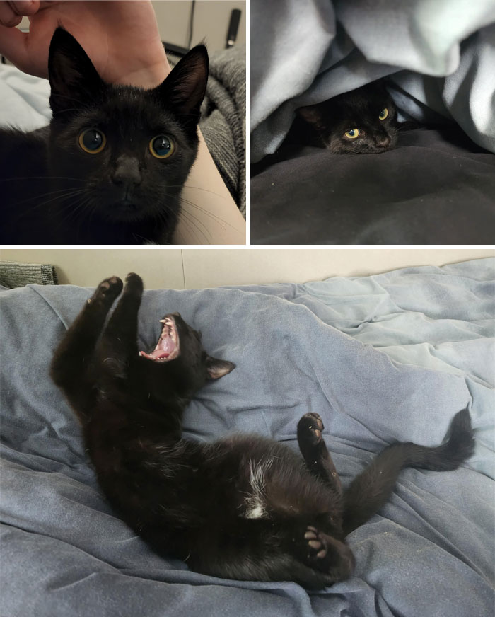 Recently Adopted, Oreo