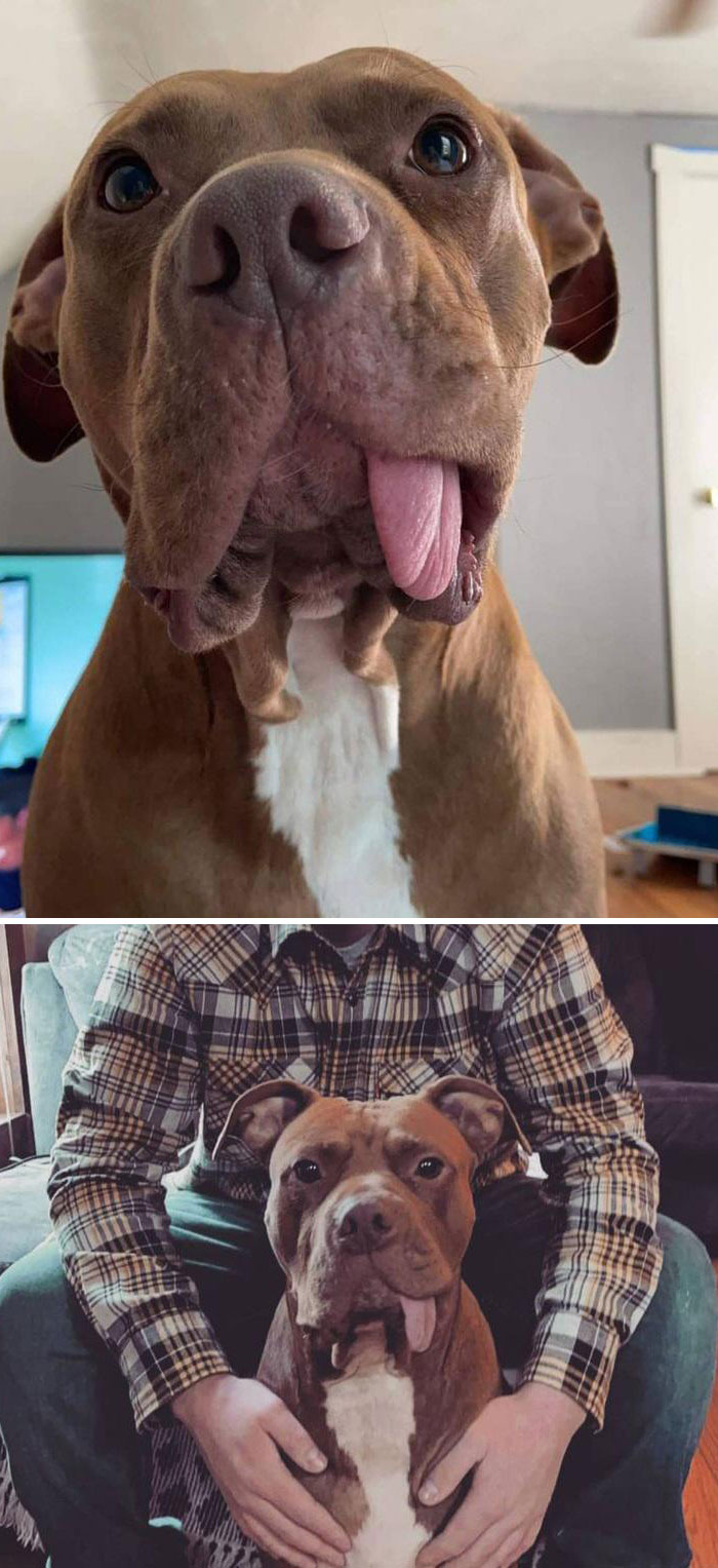 This Is Spud, Our Rescue! He Really Likes To Play In Mud, But He Deserves It After What He's Gone Through