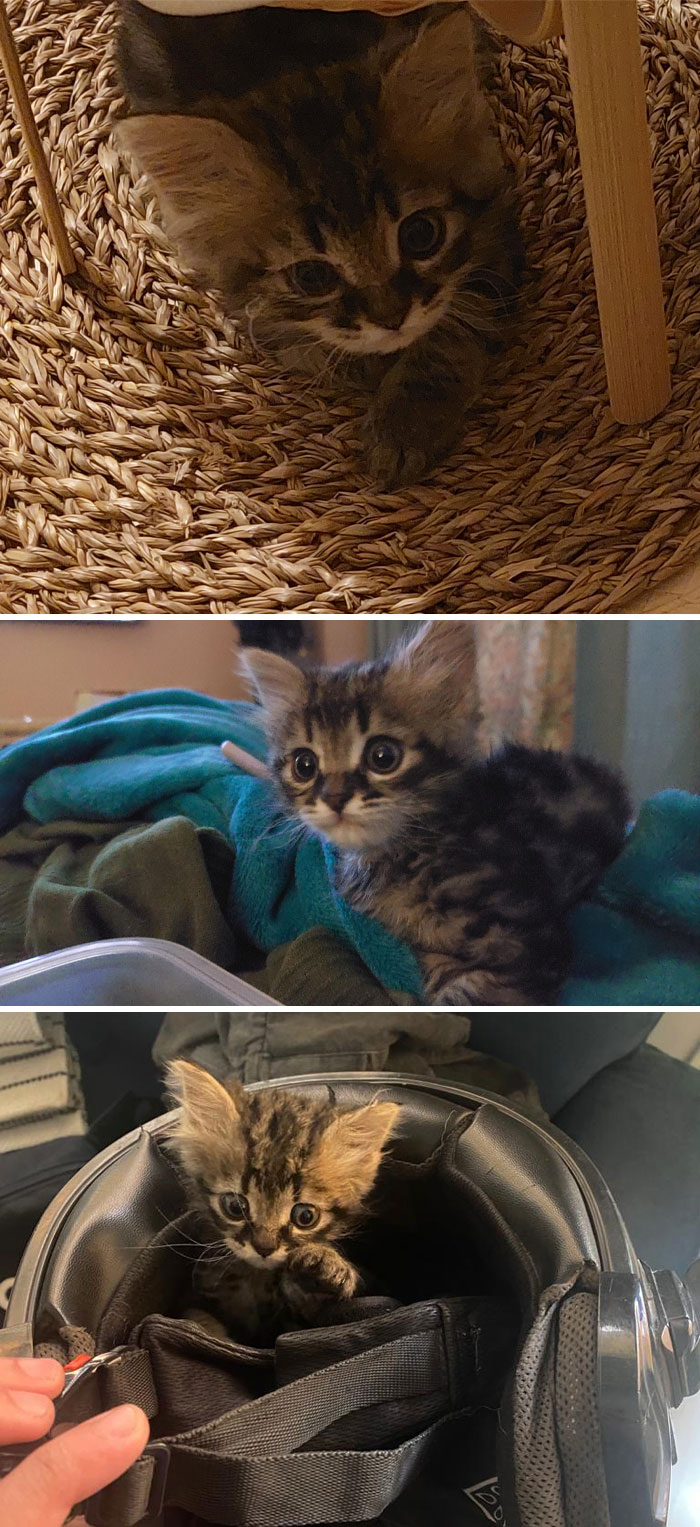 My Smol Rescue, I'm In Love