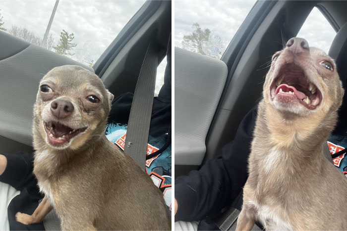 Recently Rescued This Little Old Lady And From The Looks Of It She Loves Car Rides