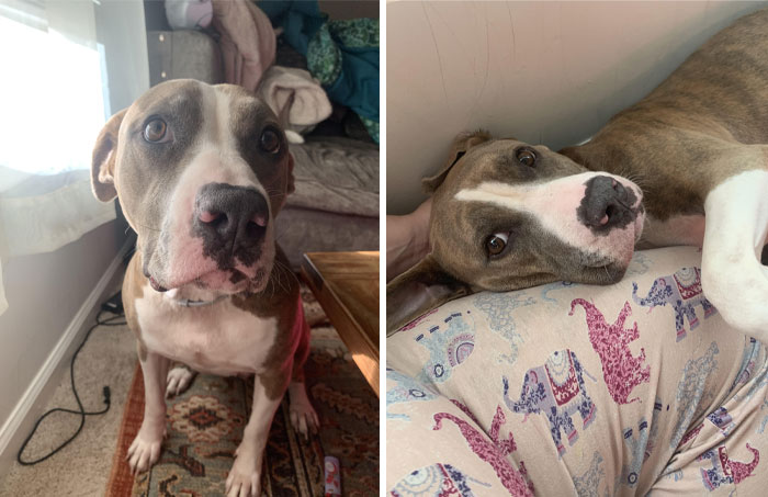 Everyone Say Hey To My New Rescue Daisy