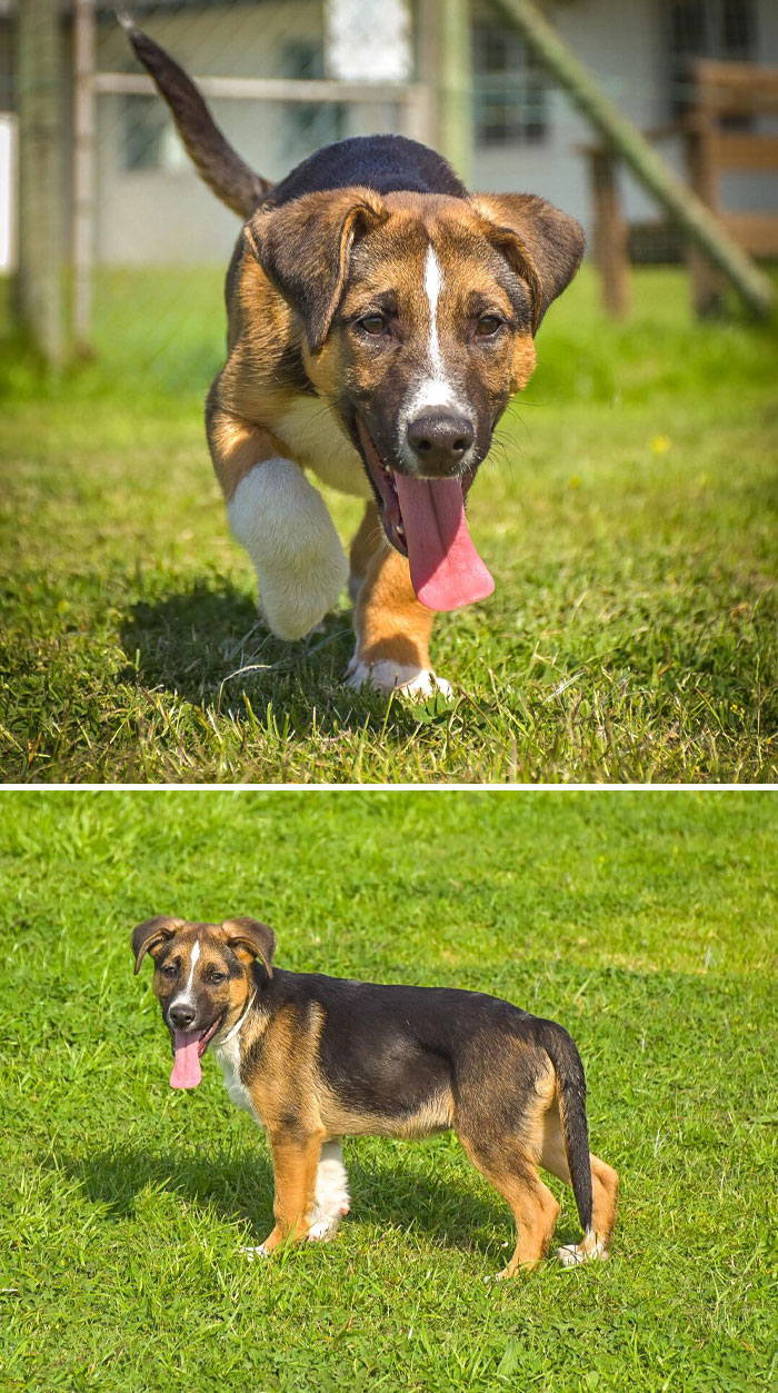 Looking For A Name For My Latest Rescue Pup