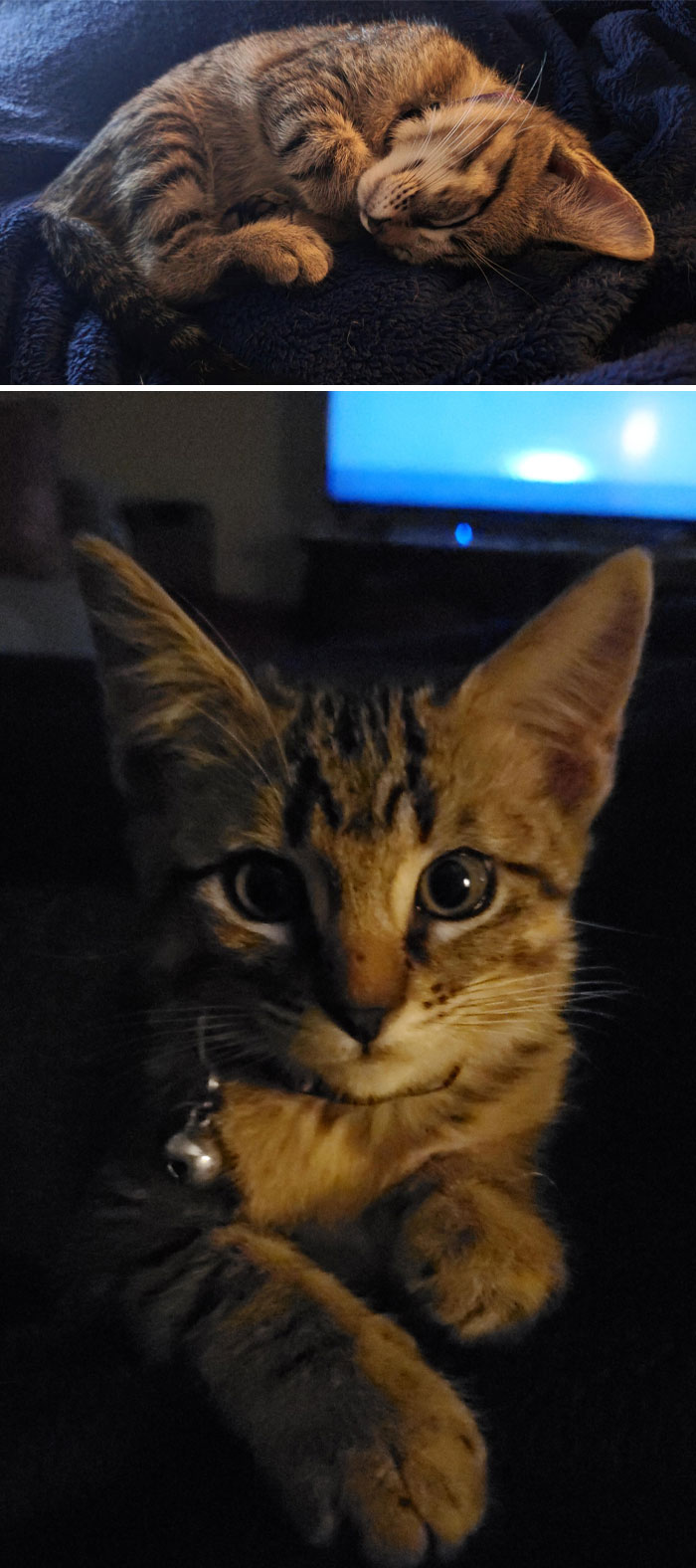 My Life Has Become So Much Brighter Since I Adopted Sofi