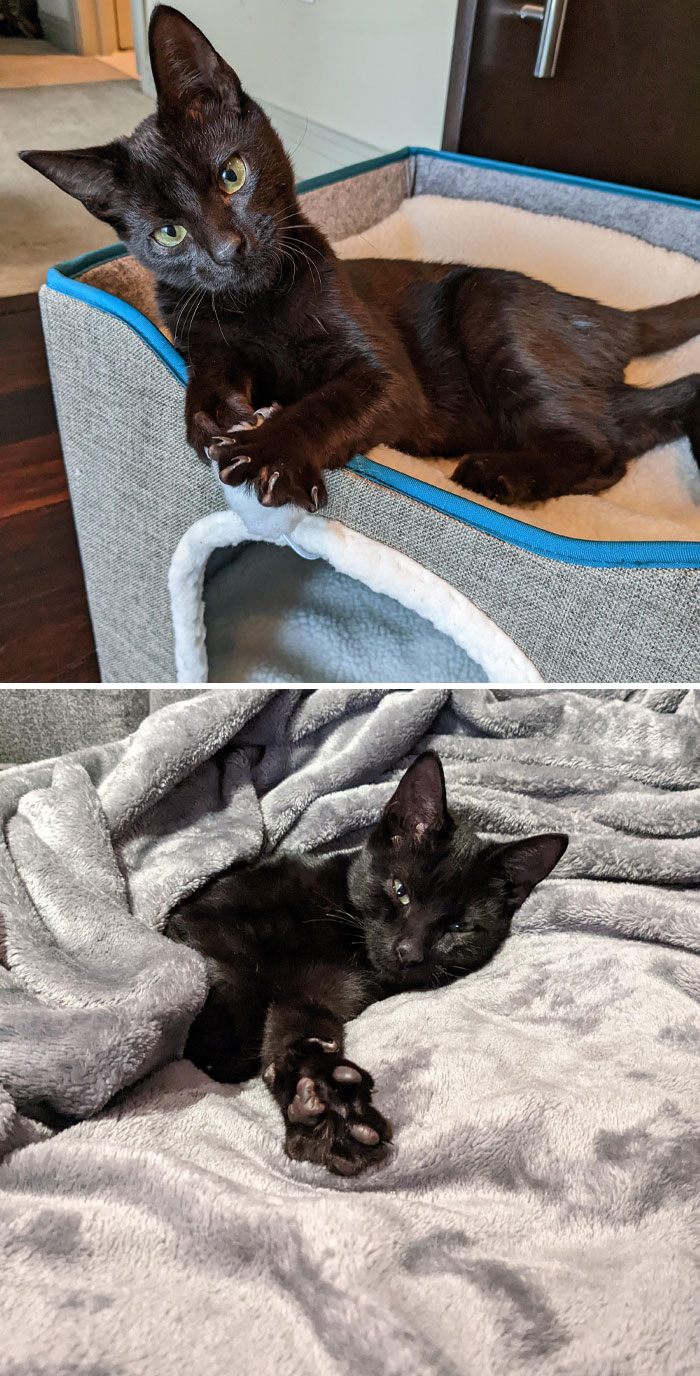 I Adopted The Black Cat (No Sacrifices)