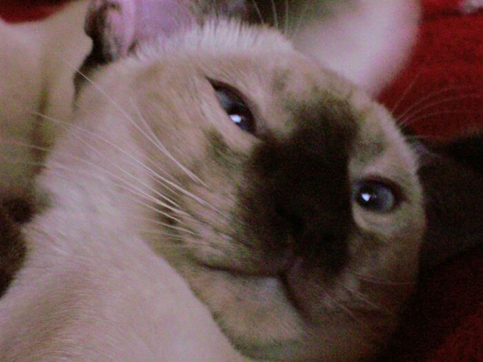 A Hilarious Failure Pic. Sammy When He Was A Kitten