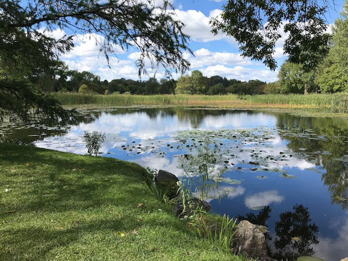 Peaceful pond reflecting sky and trees, surrounded by grass and plants, evoking calm in stories about children's imaginary friends.