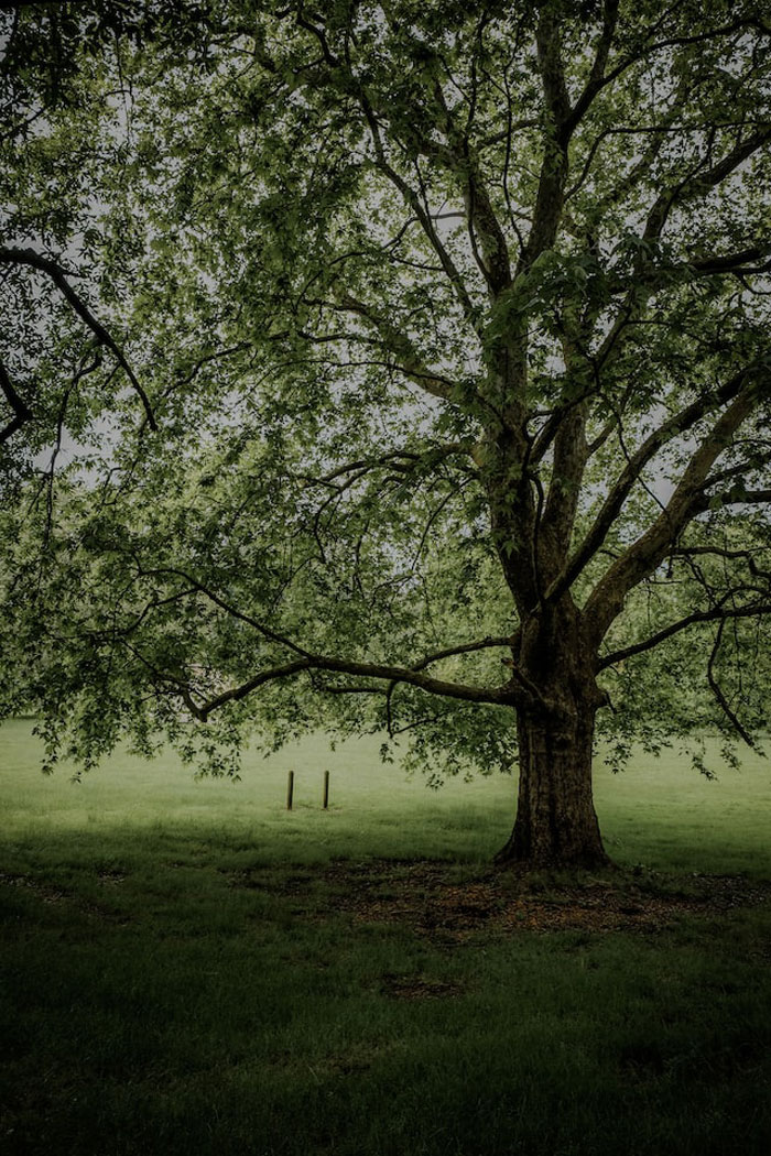 Large tree with sprawling branches and dense leaves in a dimly lit grassy field, evoking creepy imaginary friends stories.