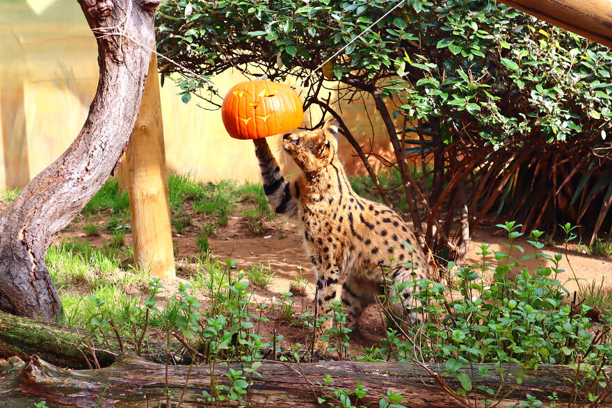 We Photographed Zoo Animals Wearing Pumpkins, And The Result Might Make You Smile